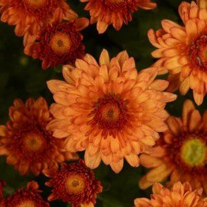 2 LIVE PLANTs HARDY MUMS BEVERLY ORANGE 4" Growing Pot Ships NO POT…